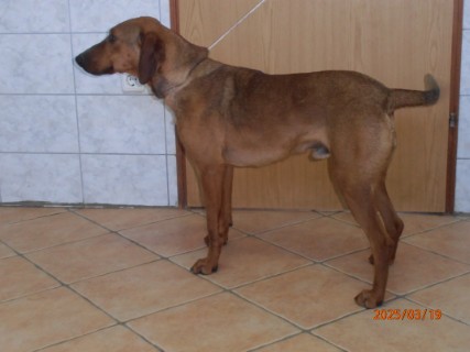 IO:p3190001, LEON