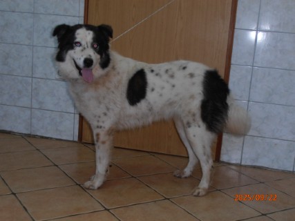 IO:p9220015, CASSIE