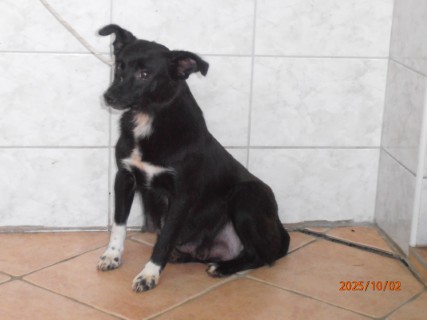 IO:pa020050, MATIDA