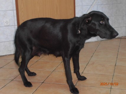 IO:pa020069, ABBY