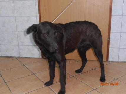 IO:pa080011, TARO