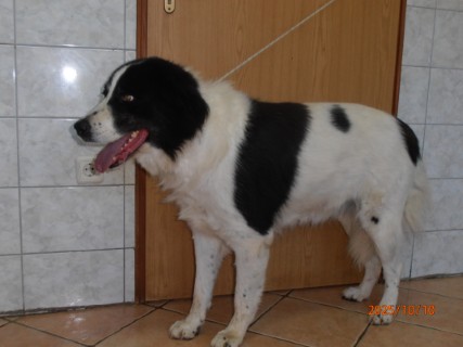 IO:pa100016, BELINDA