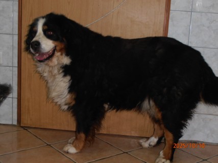 IO:pa100021, NINA