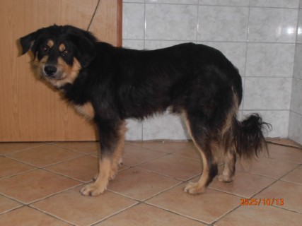 IO:pa130022, RAJU