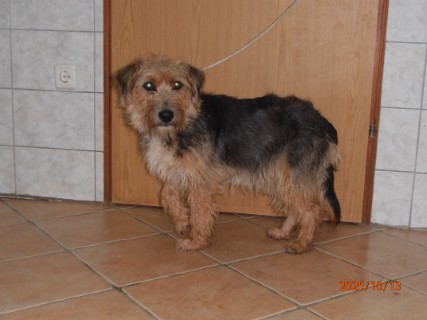 IO:pa130026, MISKO