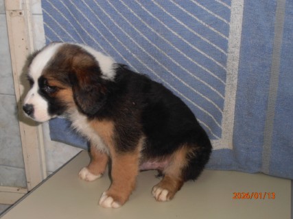 IO:p1130015, SNICKERS