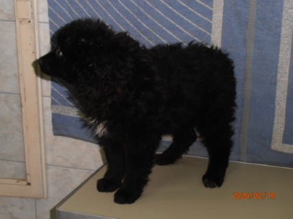 IO:p2190008, EVEREST