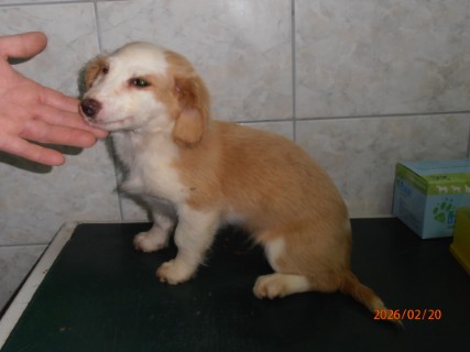 IO:p2200005, ELVA, rezerviran 13.03.