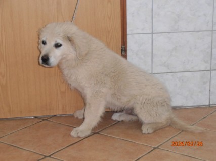 IO:p2260001, COSMO, rezerviran